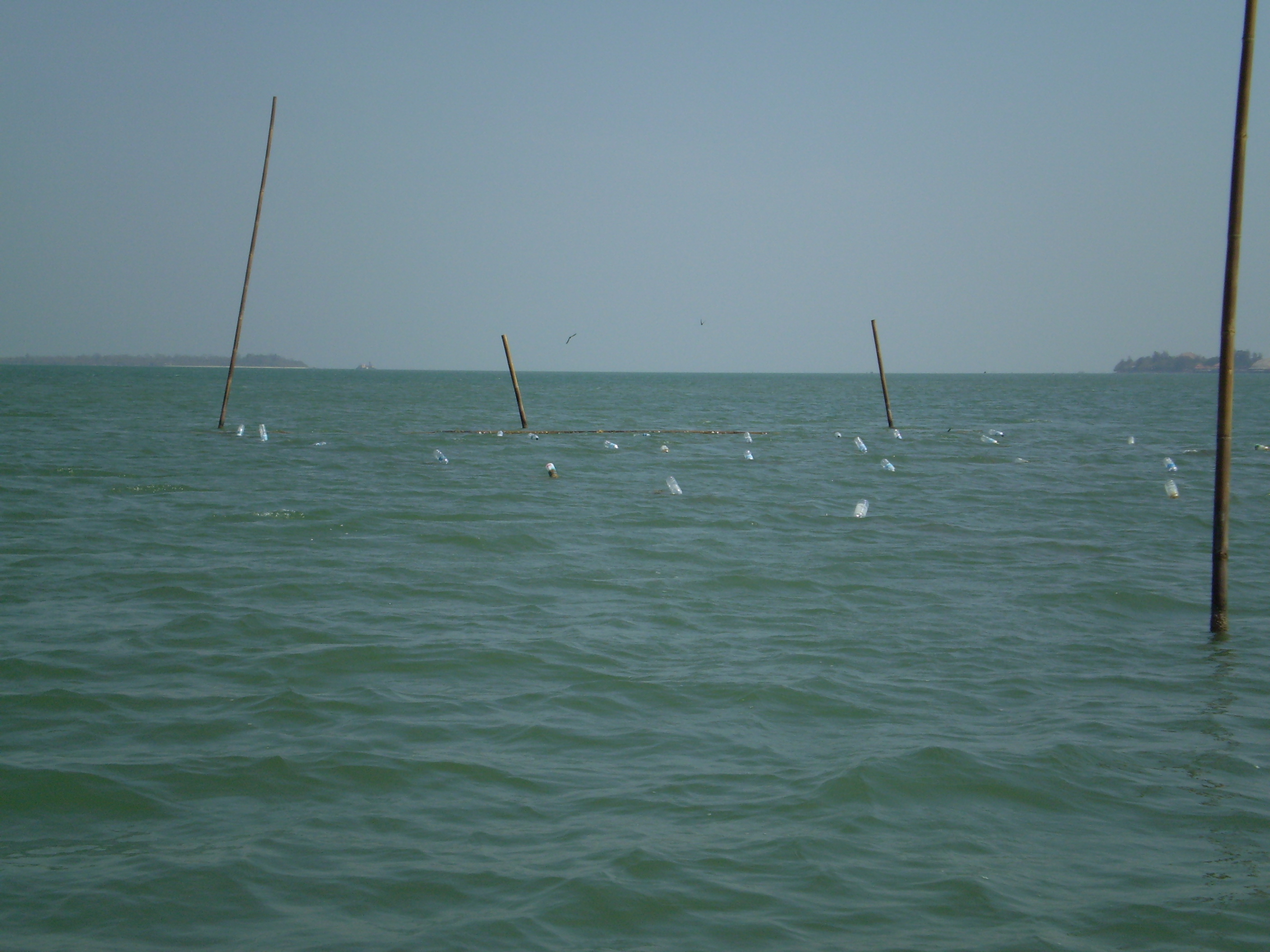 我們在東南亞找到最純淨、含有七個島嶼的海域進行契作，區域大約1300海浬(約2400公里)，在遼闊的海域上，環境完全未被汙染。只有在潔淨的海洋才有可能孕育出健康的褐藻。
