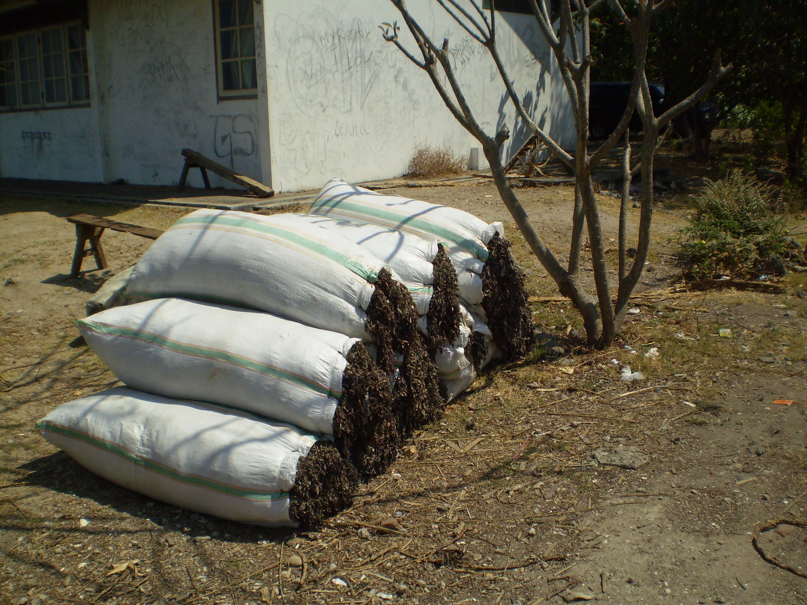 在各海域採收長成的褐藻
