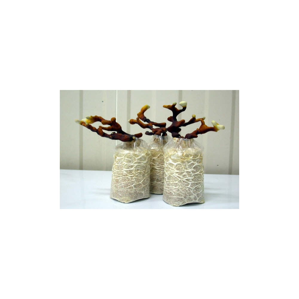 鹿角靈芝茸栽培