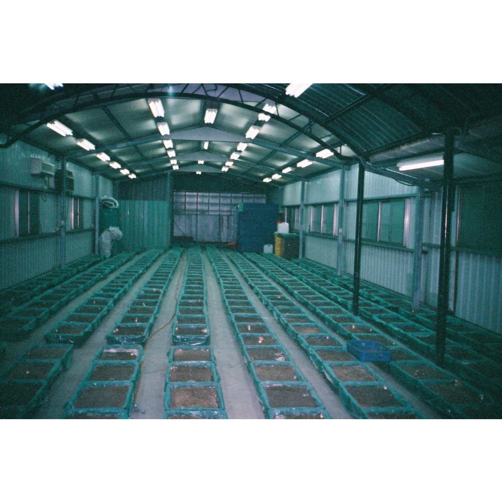 巴西蘑菇栽培現場