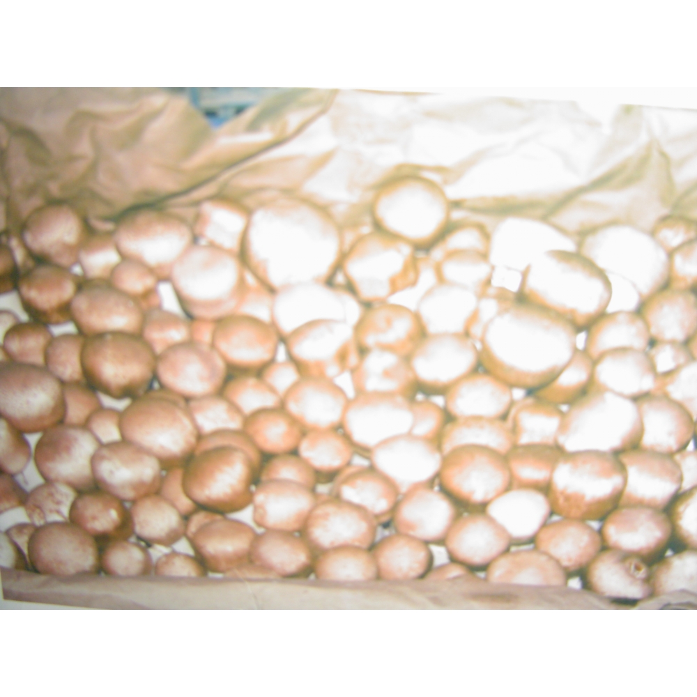 採收的巴西蘑菇