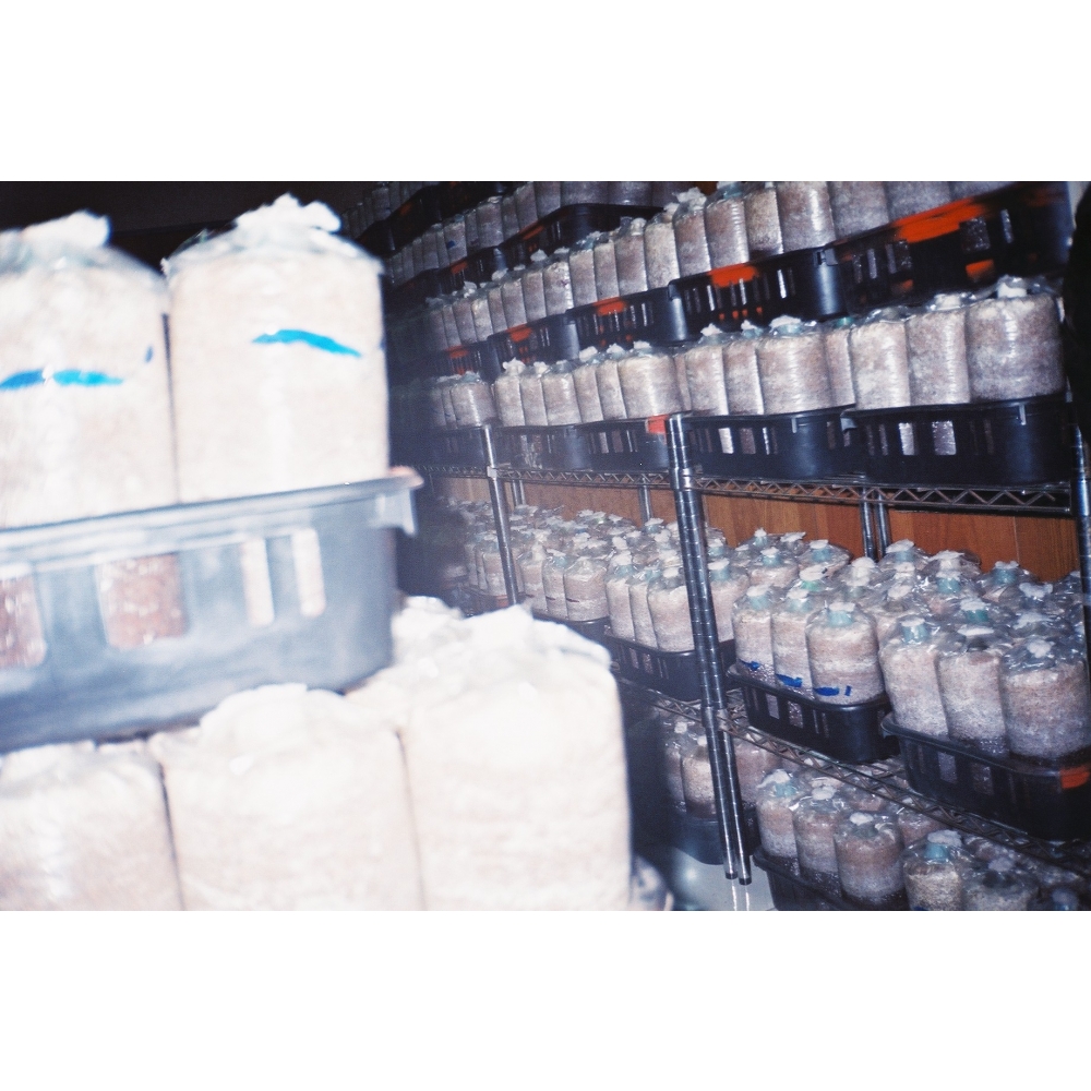 自有菌種培育菌包